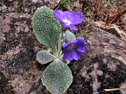 61 Primula albenensis alla S-cepa dol geru in Val Gerona (1220 m)